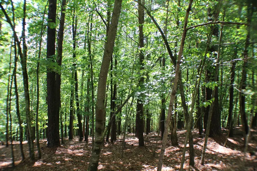 Lot 36R Lake View Lane, Ellijay, GA 30536 - #3