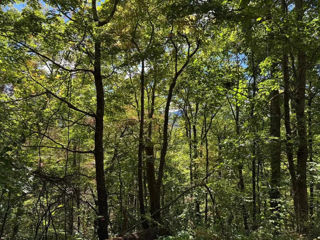 #13 Burnt Leaf Lane, Hayesville, NC 28904 - #1