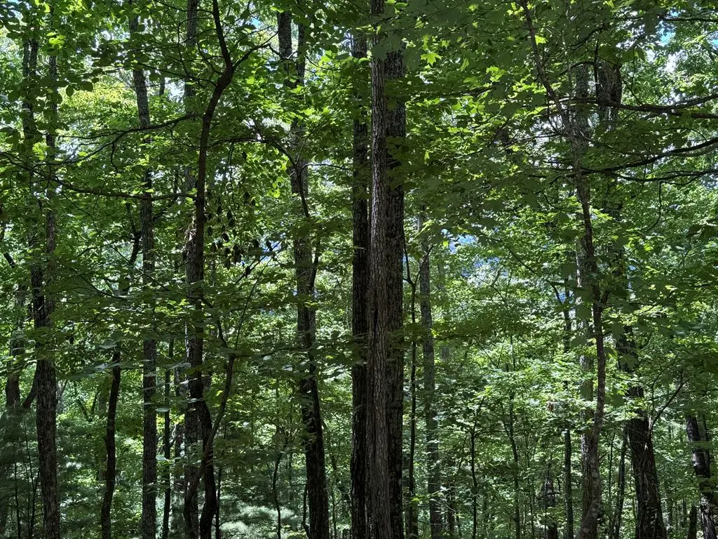 AC Weaver Creek Road, Blue Ridge, GA 30513 - #1