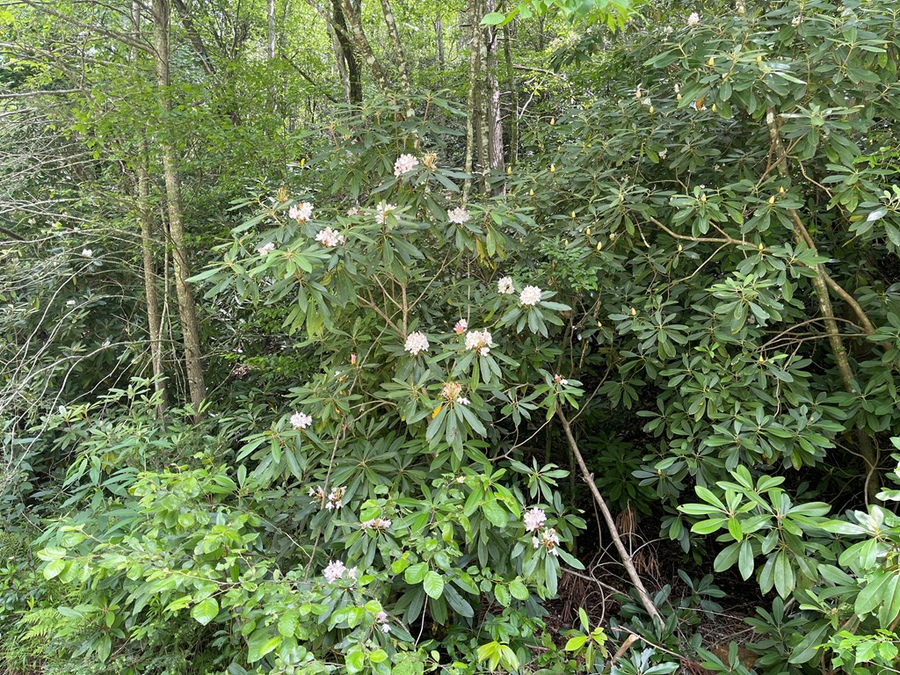 00 West Road, Murphy, NC 28906 - #3