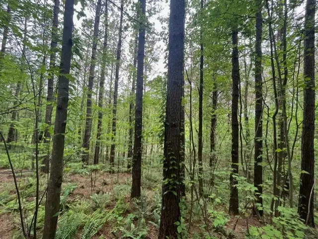 Lot 60 Cartecay View Lane, Ellijay, GA 30536 - #2