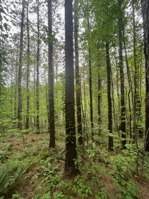 Lot 60 Cartecay View Lane, Ellijay, GA 30536 - #3