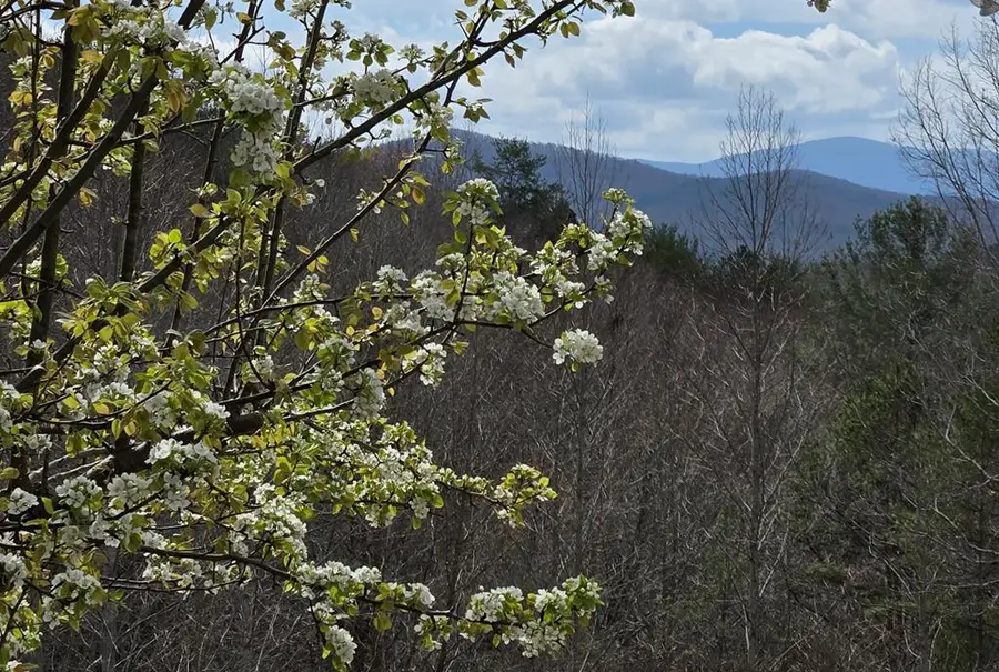 8.5 Blue Berry Ridge, Morganton, GA 30560 - #2