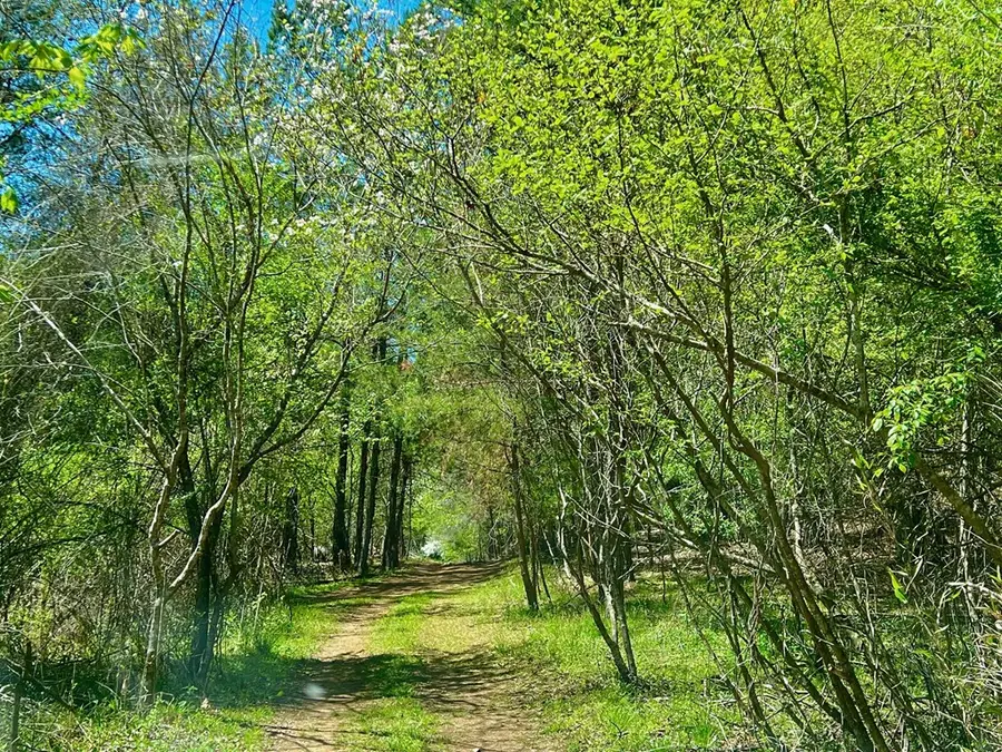 00 Toccoa River Forest, Mineral Bluff, GA 30559 - #2
