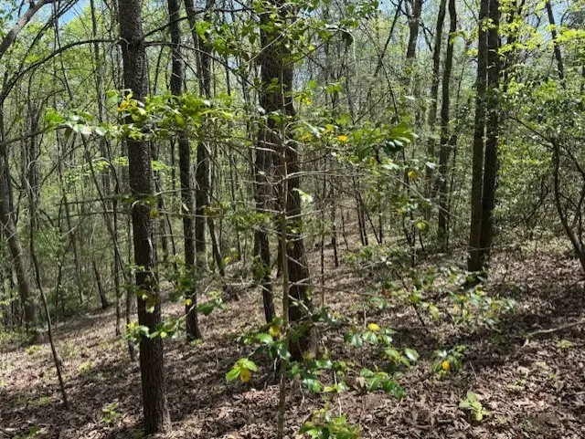 Lot 5 Marjorie Avenue, Ellijay, GA 30536 - #3