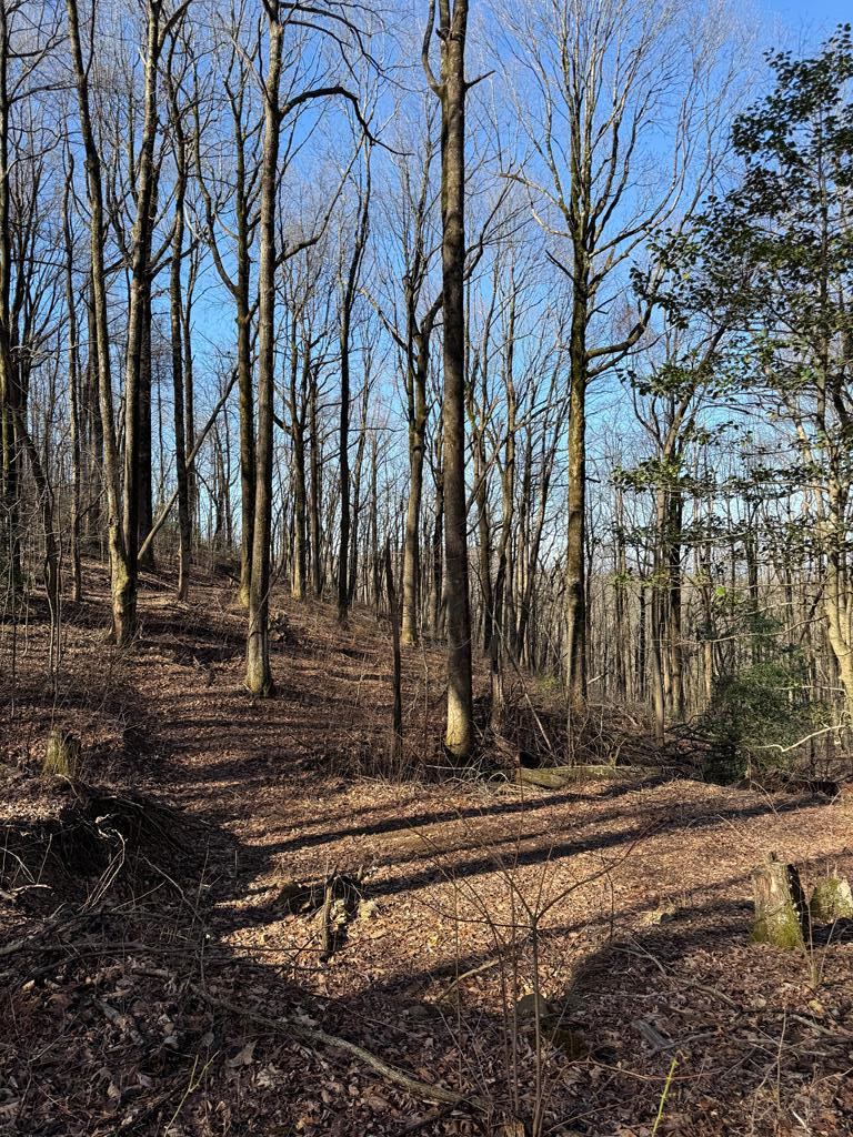 6180 Burnt Mountain Road, Ellijay, GA 30536 - #1