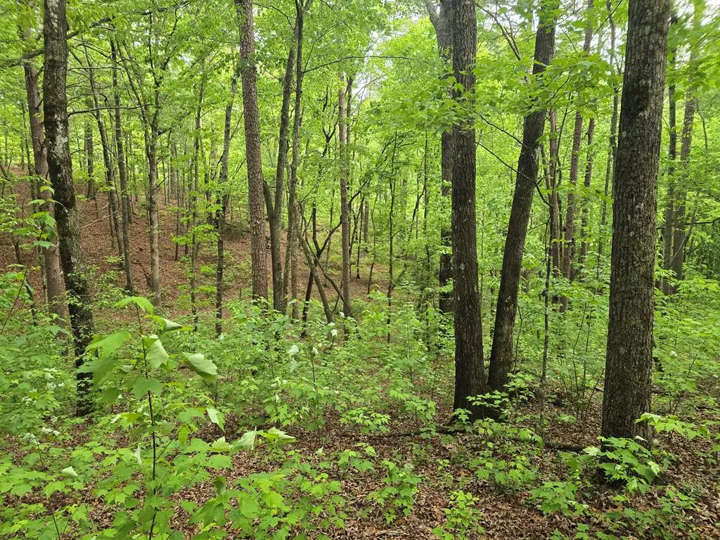 0 Pinnacle Dr, Ellijay, GA 30540 - #1