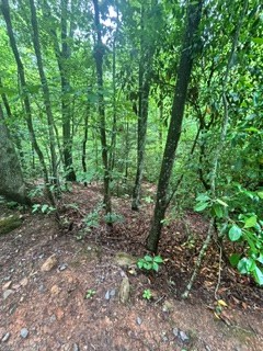 Lot 106 Pine Terrace Circle, Blue Ridge, GA 30513 - #2