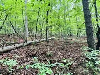 Lot 107 Pine Terrace Circle, Blue Ridge, GA 30513 - #1