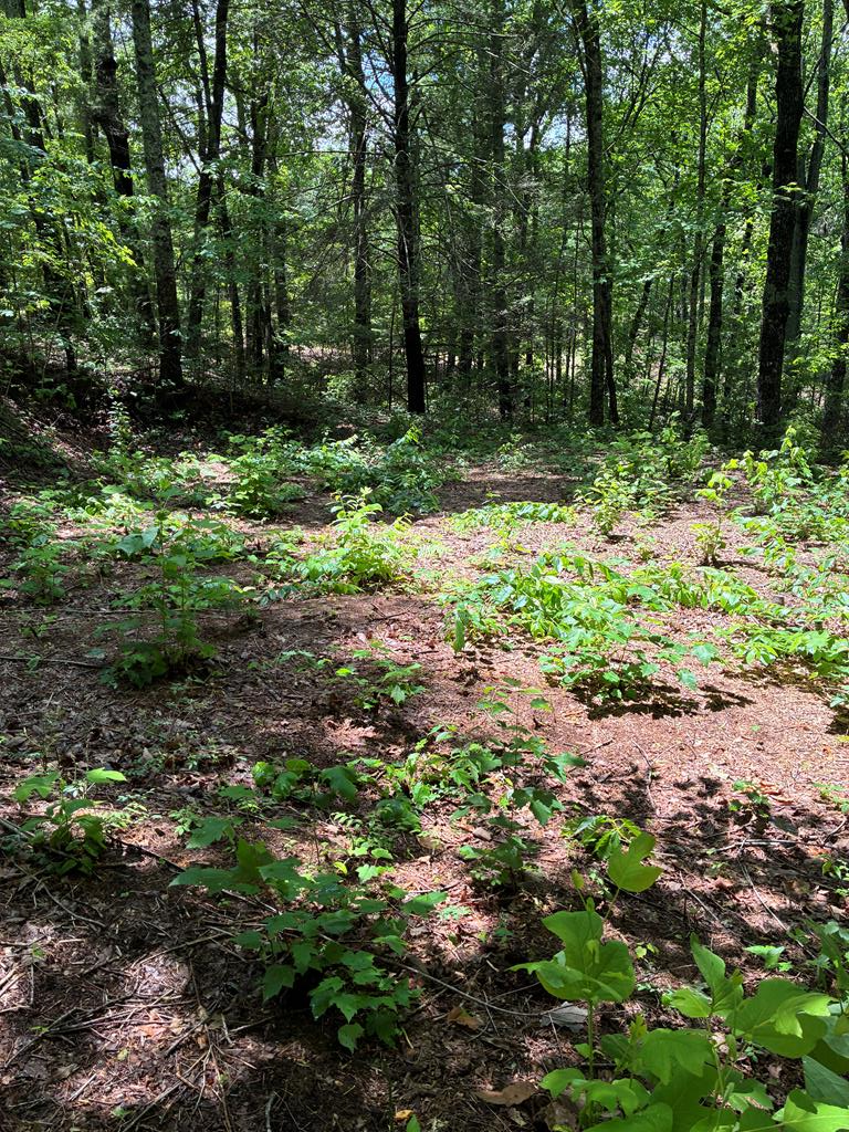 L66 67 Lynx Court, Ellijay, GA 30540 - #1