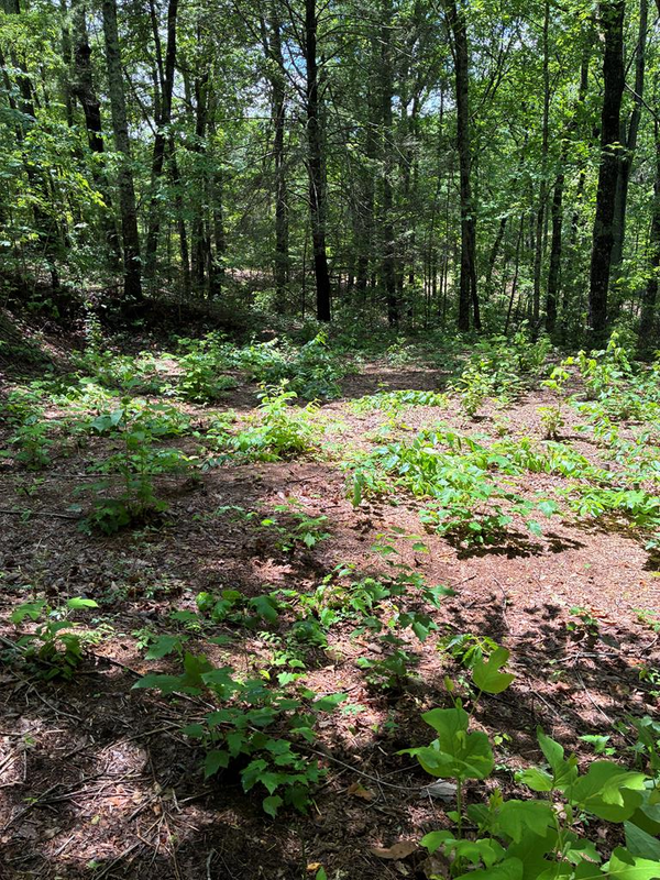 L66 67 Lynx Court, Ellijay, GA 30540