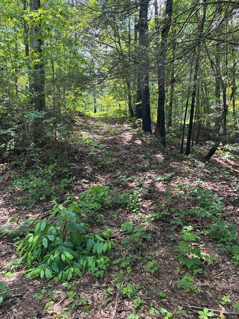 L66 67 Lynx Court, Ellijay, GA 30540 - #3