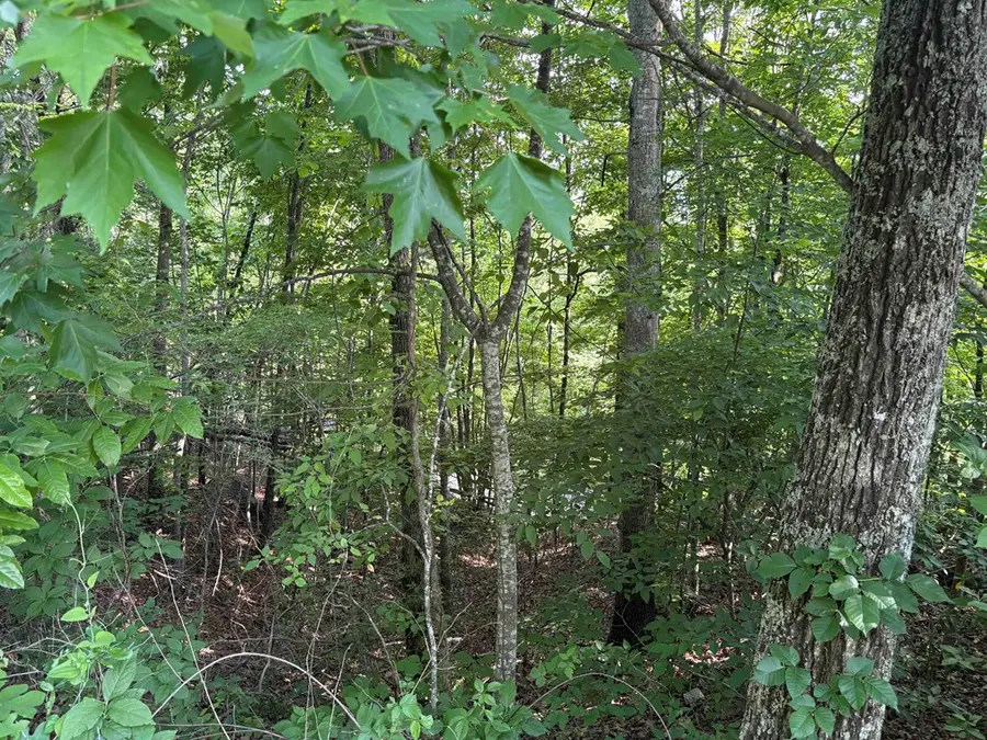 Lot 46 Dan Knob (lot), Hayesville, NC 28904 - #3