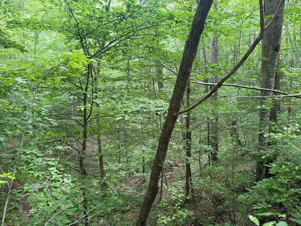 1 ac Spiva Cove Circle, Blairsville, GA 30512 - #1