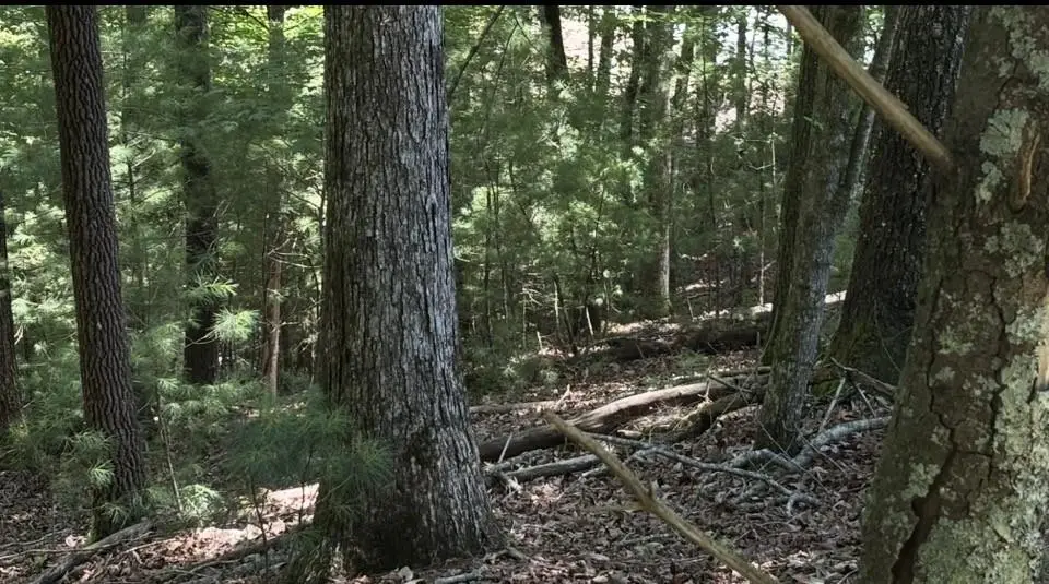 Lot 3662 Hannah Court, Ellijay, GA 30540 - #1