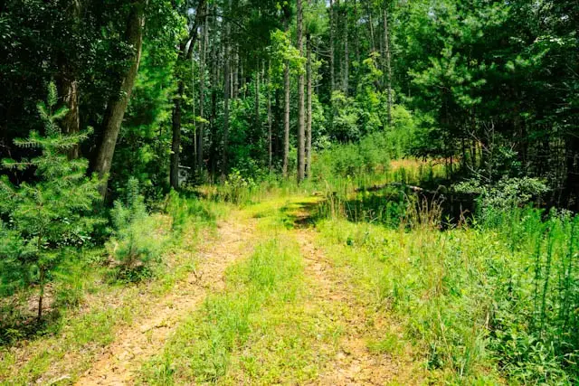 Lot 11 Quail Cove Circle, Warne, NC 28909 - #3