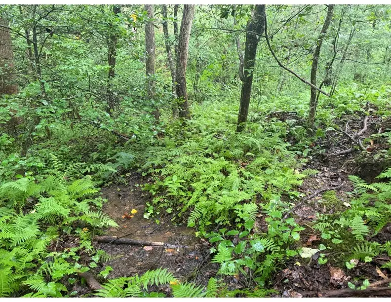 4.1 Ac Charlotte Mountain Road, Ellijay, GA 30540 - #3