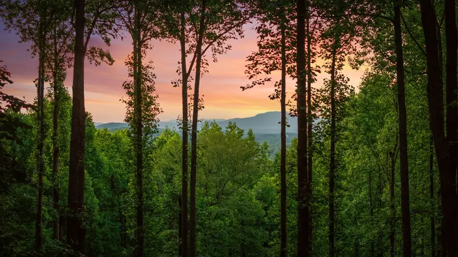 391 Little Bushy Head Road, Blue Ridge, GA 30513 - #2