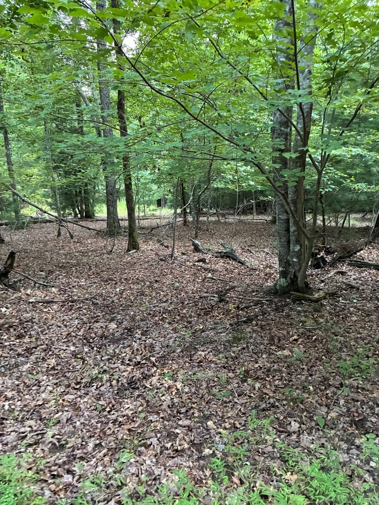 50+/- Pickelsimer Road, Morganton, GA 30560 - #3