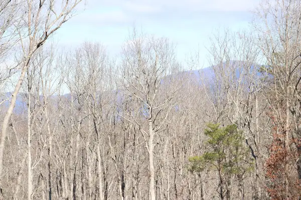 179 Trailwood Drive, Ellijay, GA 30536