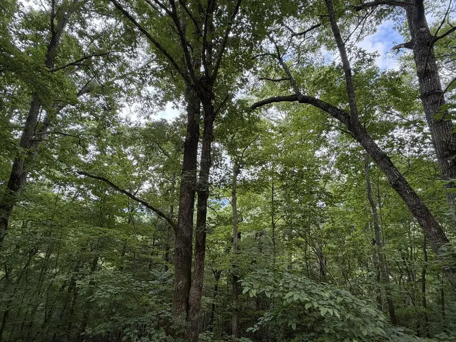 4.63 Twiggs Road, Hiawassee, GA 30546 - #3