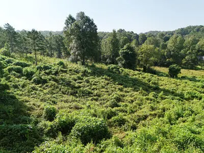 Lot 31 Arbor Creek Trail, Mineral Bluff, GA 30559 - #1