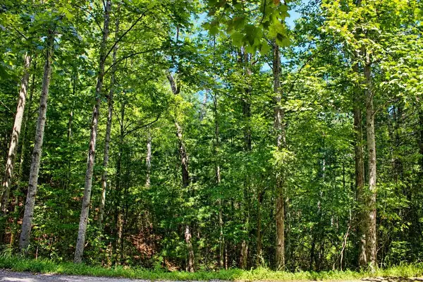 Lot 18 Wilderness Walk, Blairsville, GA 30512