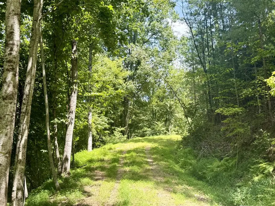 Lot 6 Wild Laurel, Brasstown, NC 28902 - #2