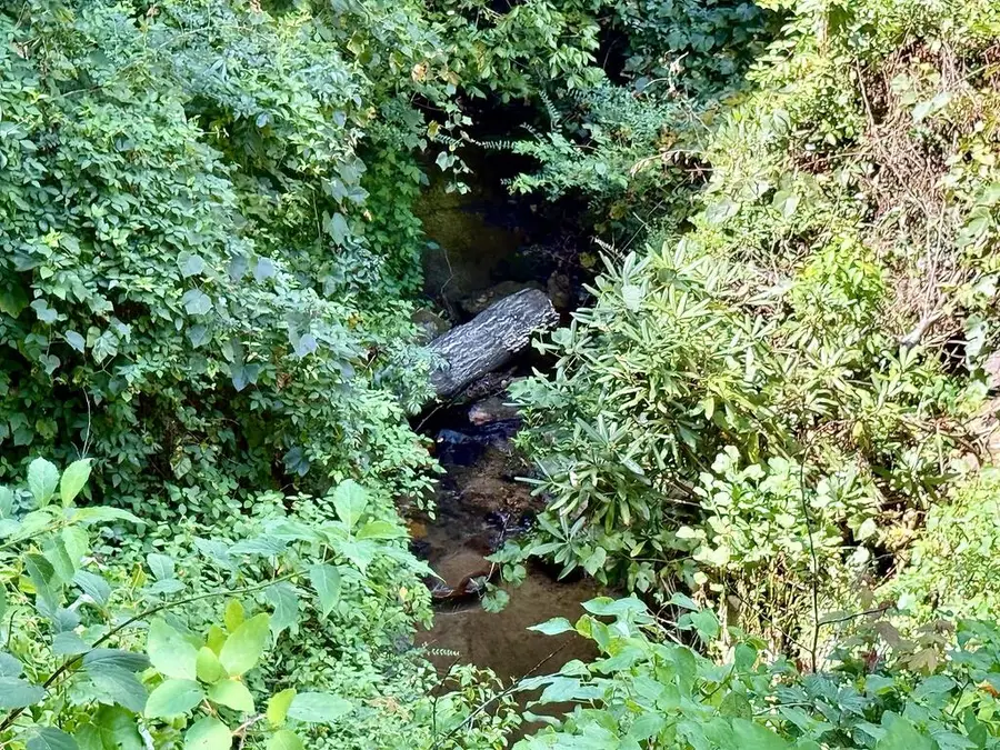 Lot 7 Wild Laurel, Brasstown, NC 28902 - #2