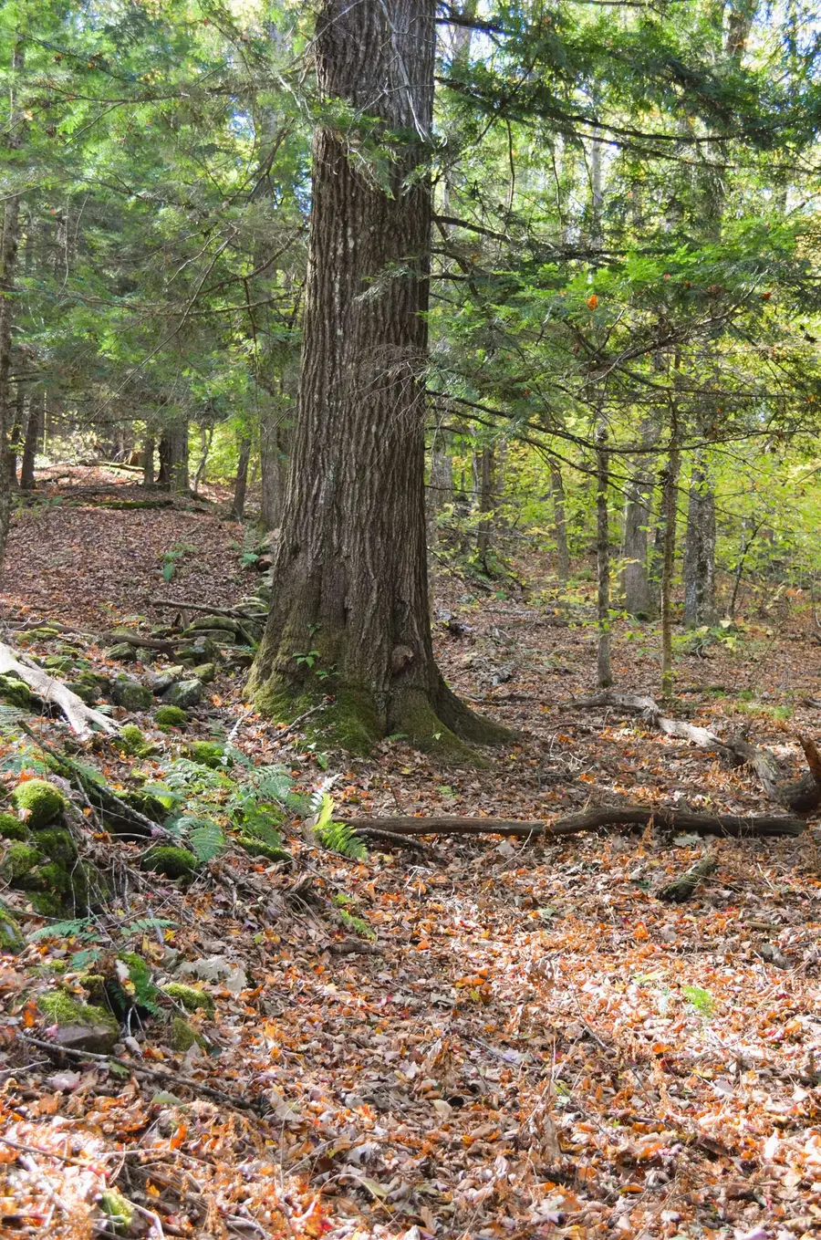 29&31 White Brook Road, Gilsum, NH 03448 - Image #3