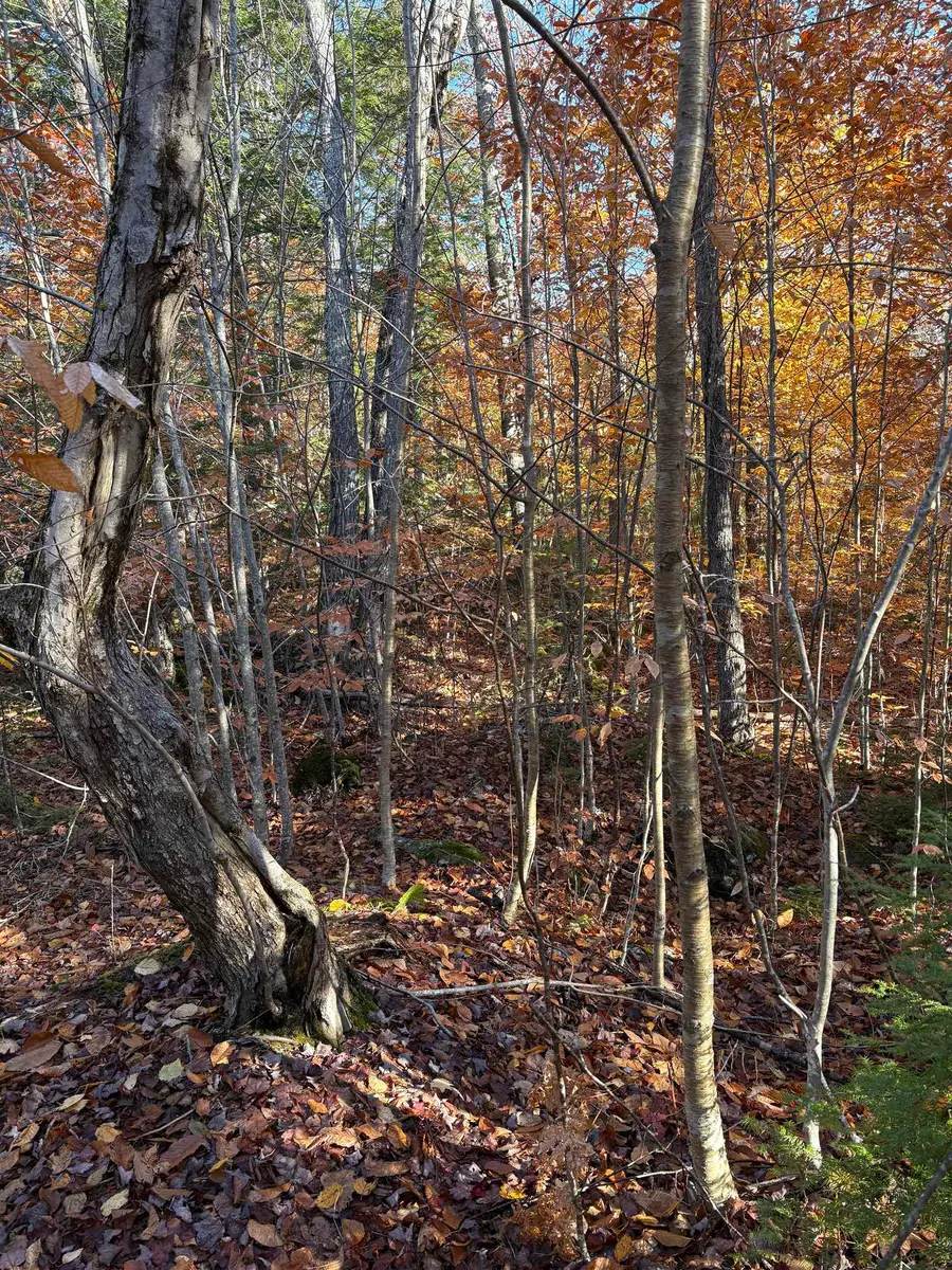 East Washington  Lot 77-7 Road #lot 77-6, Washington, NH 03280 - Image #3