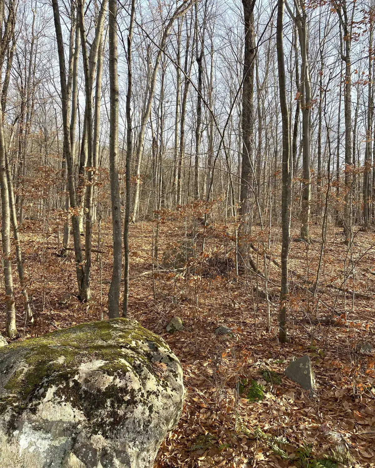 20 Forest Ridge Drive #14, Middlebury, VT 05753 - #1