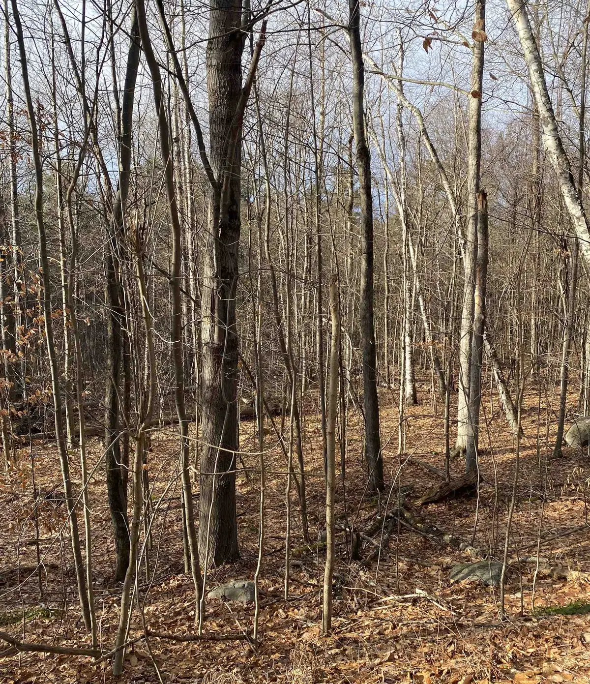 8 Fred Johnson Circle #16, Middlebury, VT 05753 - #1