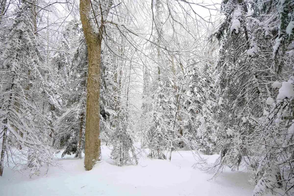 0000 Baird Road, Newark, VT 05871 - Image #1