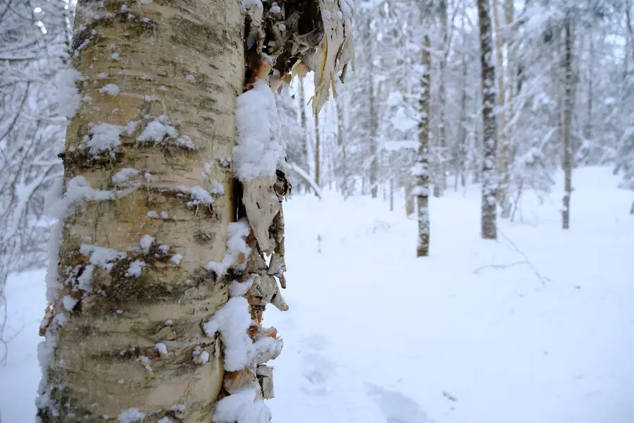 0000 Baird Road, Newark, VT 05871 - Image #3