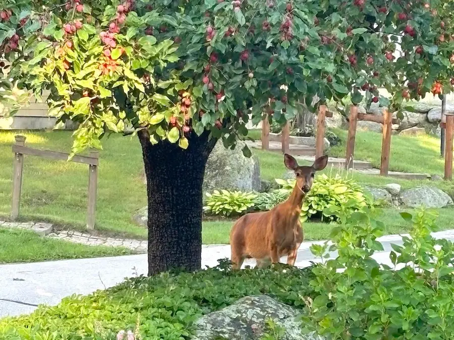 14 Colonial Square, Peterborough, NH 03458 - #2