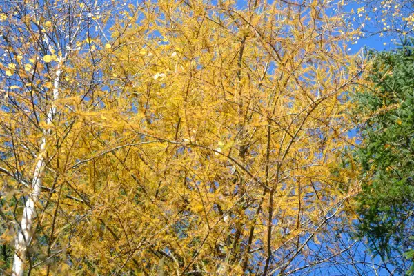 592 Vertical Mile Road, Wheelock, VT 05851