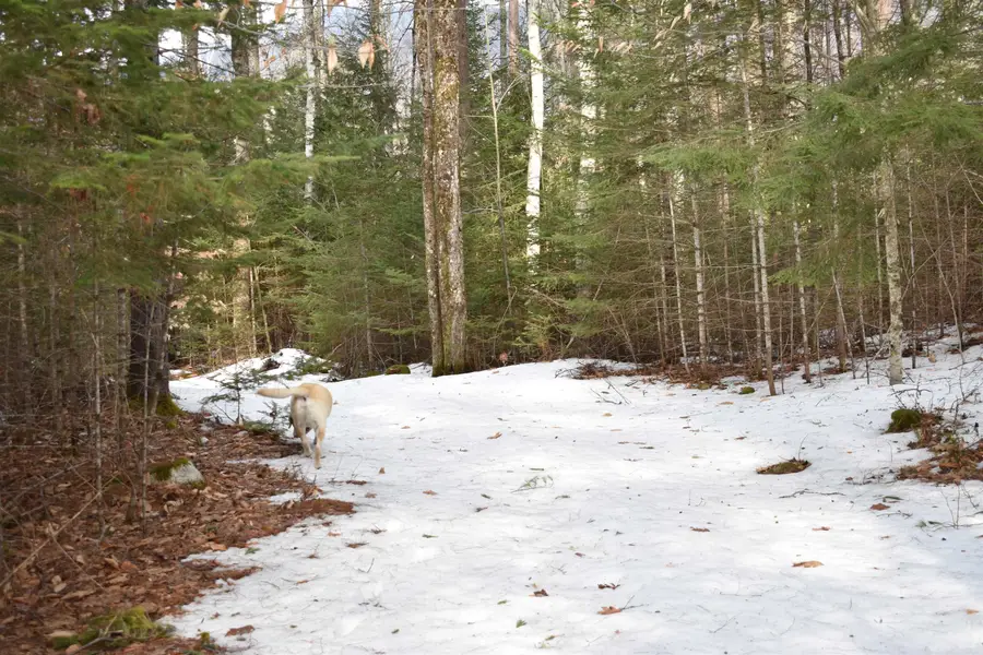 00 Stimson Road, Warren, NH 03279 - #3