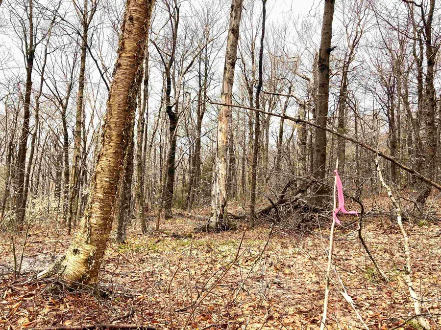 404 Fox Mt Road #M404, Chimney Hill, VT 05356 - #2