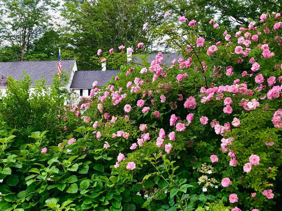 2381 East Washington Road, Washington, NH 03280 - #2