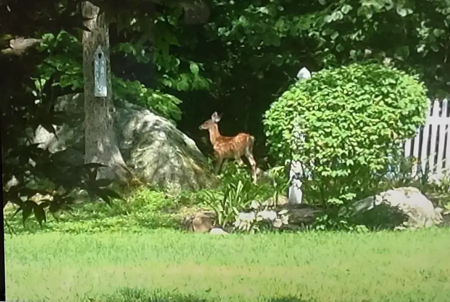 125 Nashua Road, Bedford, NH 03110 - #3