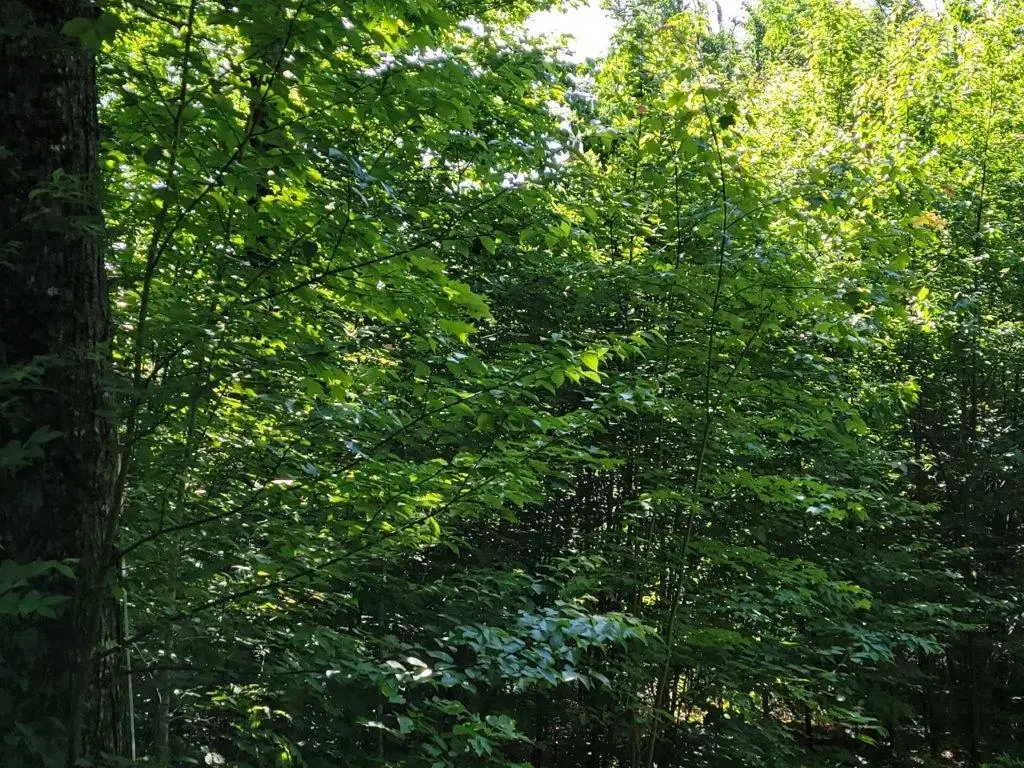 Lot 26 Presidential View Lane, Bethlehem, NH 03574 - #1