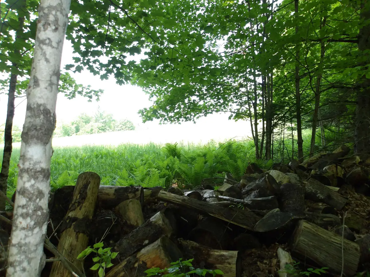 4 & 5 Forest Lane, Lyndon, VT 05851 - #1