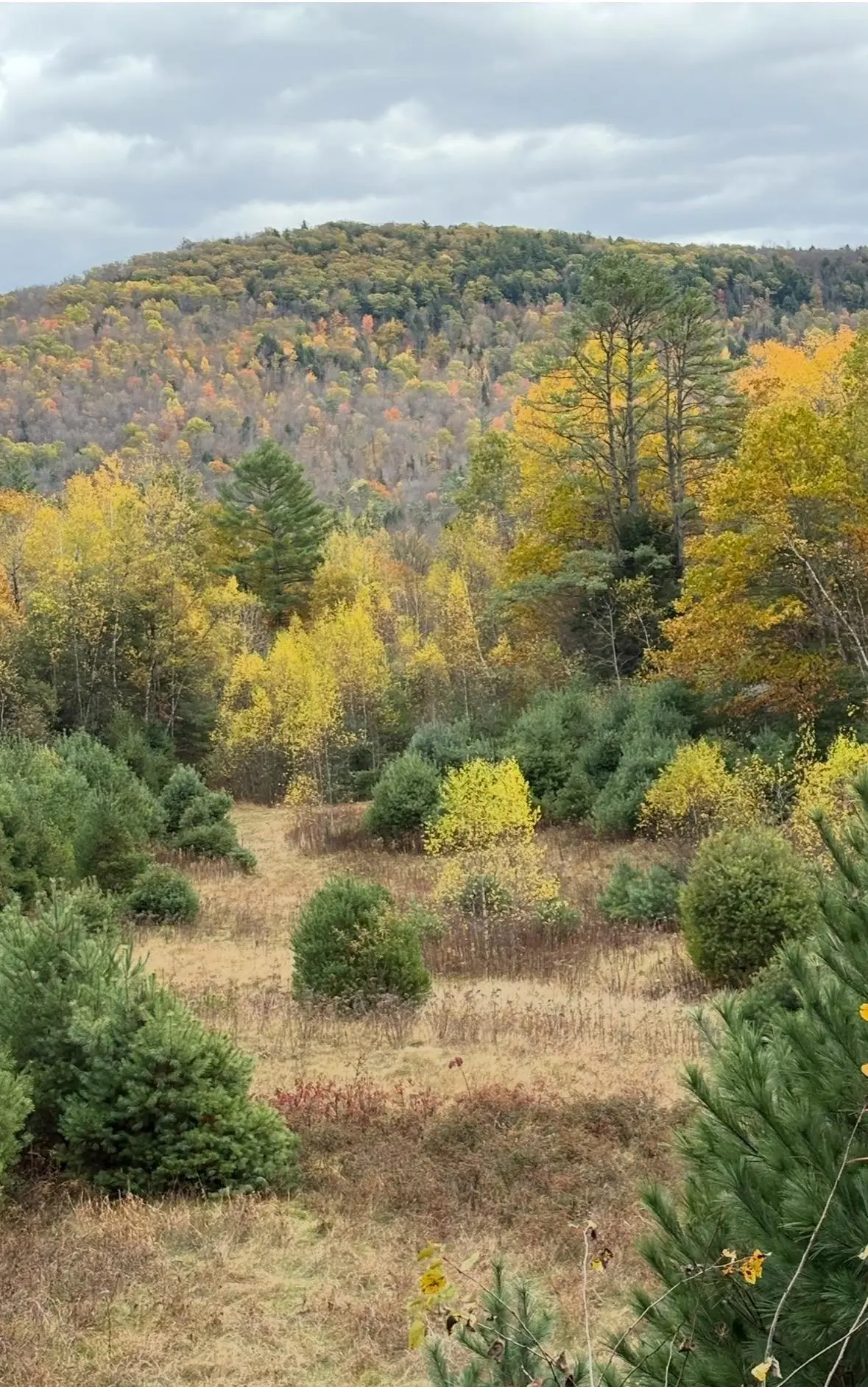 Lot 4 Catterall Road, Lisbon, NH 03585 - #1