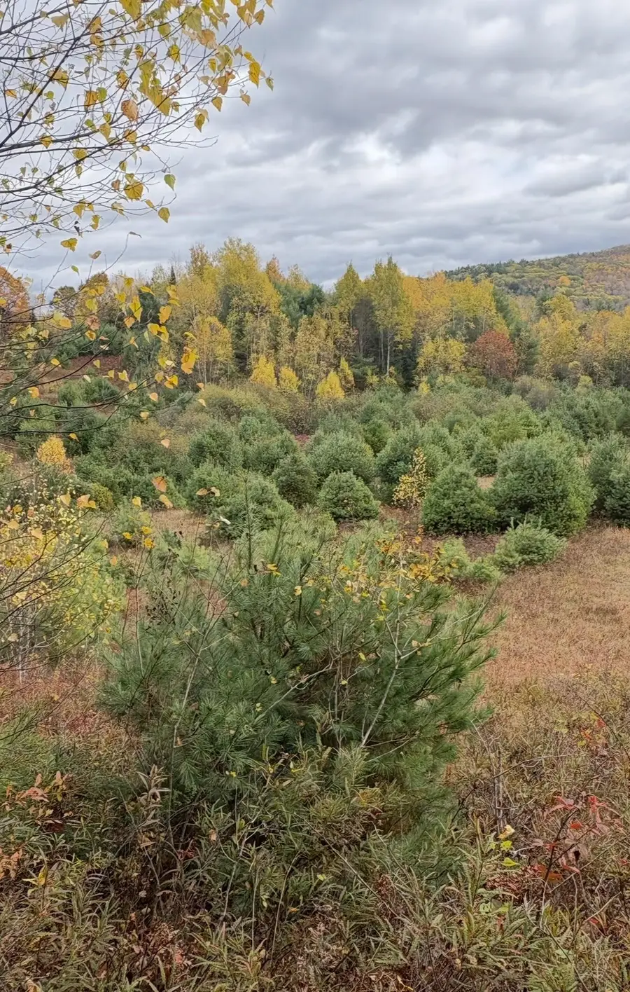 Lot 4 Catterall Road, Lisbon, NH 03585 - #3