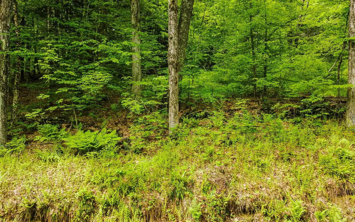 Lot 67 Camp Brook Road, Alstead, NH 03602 - #1