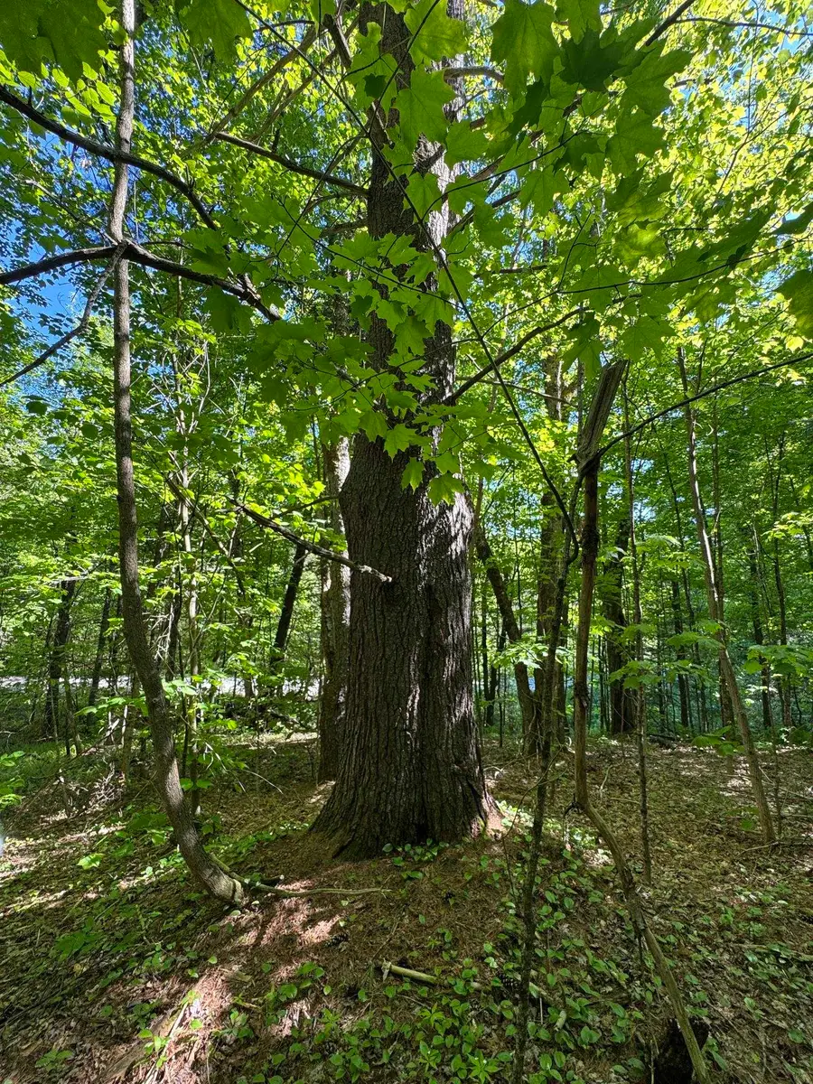 2800 Dugar Brook Road, Calais, VT 05648 - #2