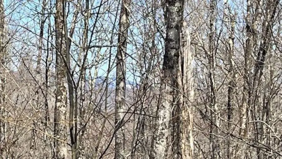 1376 Kingdom Road, Plymouth, VT 05056 - #2