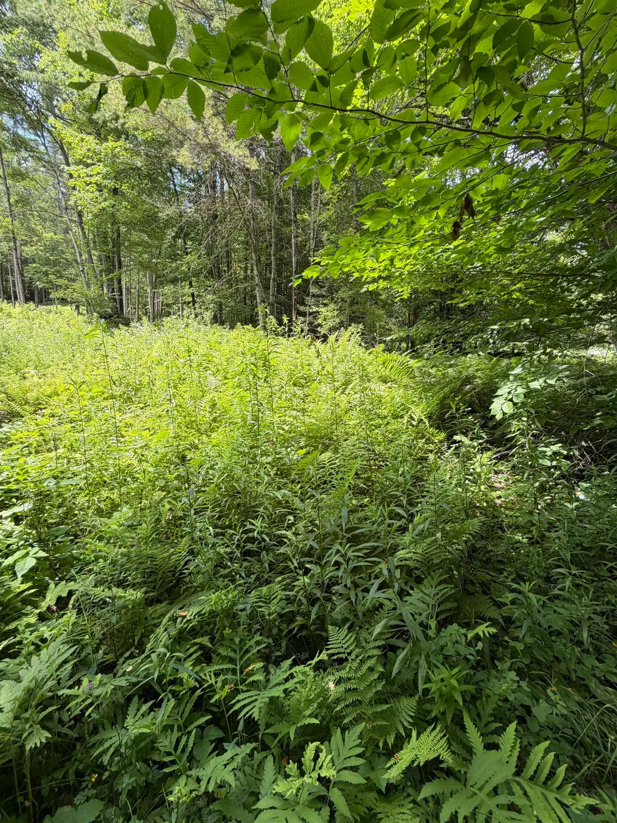 100 Ledge Road, Lisbon, NH 03585 - #1
