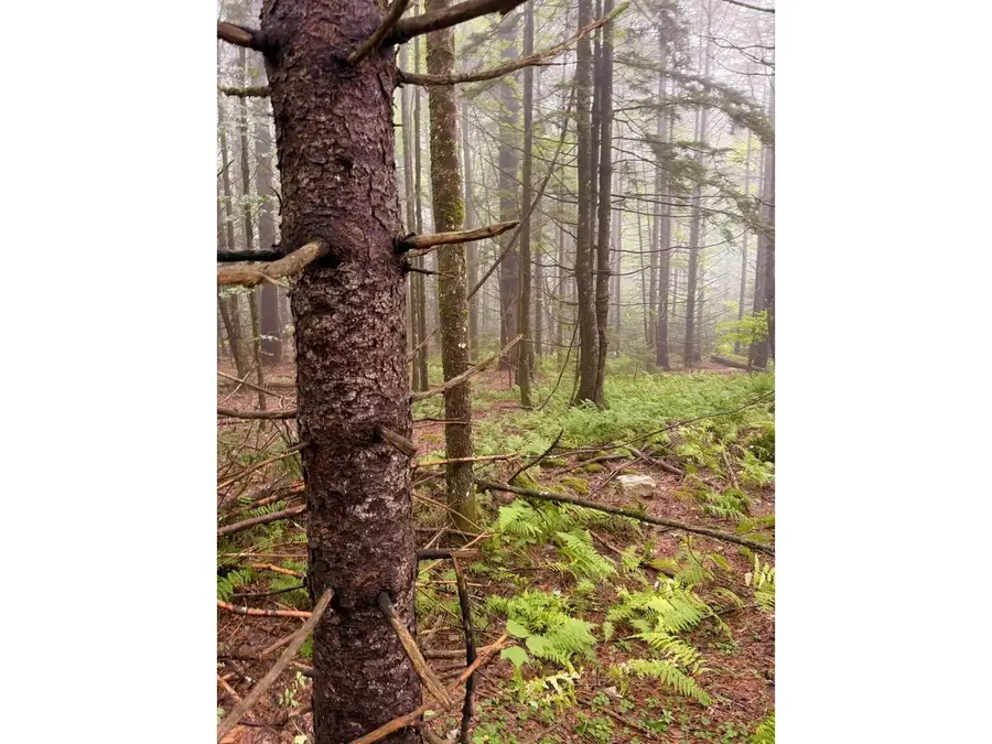 00 Wood Road #5, Worcester, VT 05682 - #2